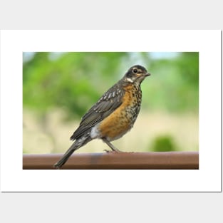 American Robin-4 Posters and Art